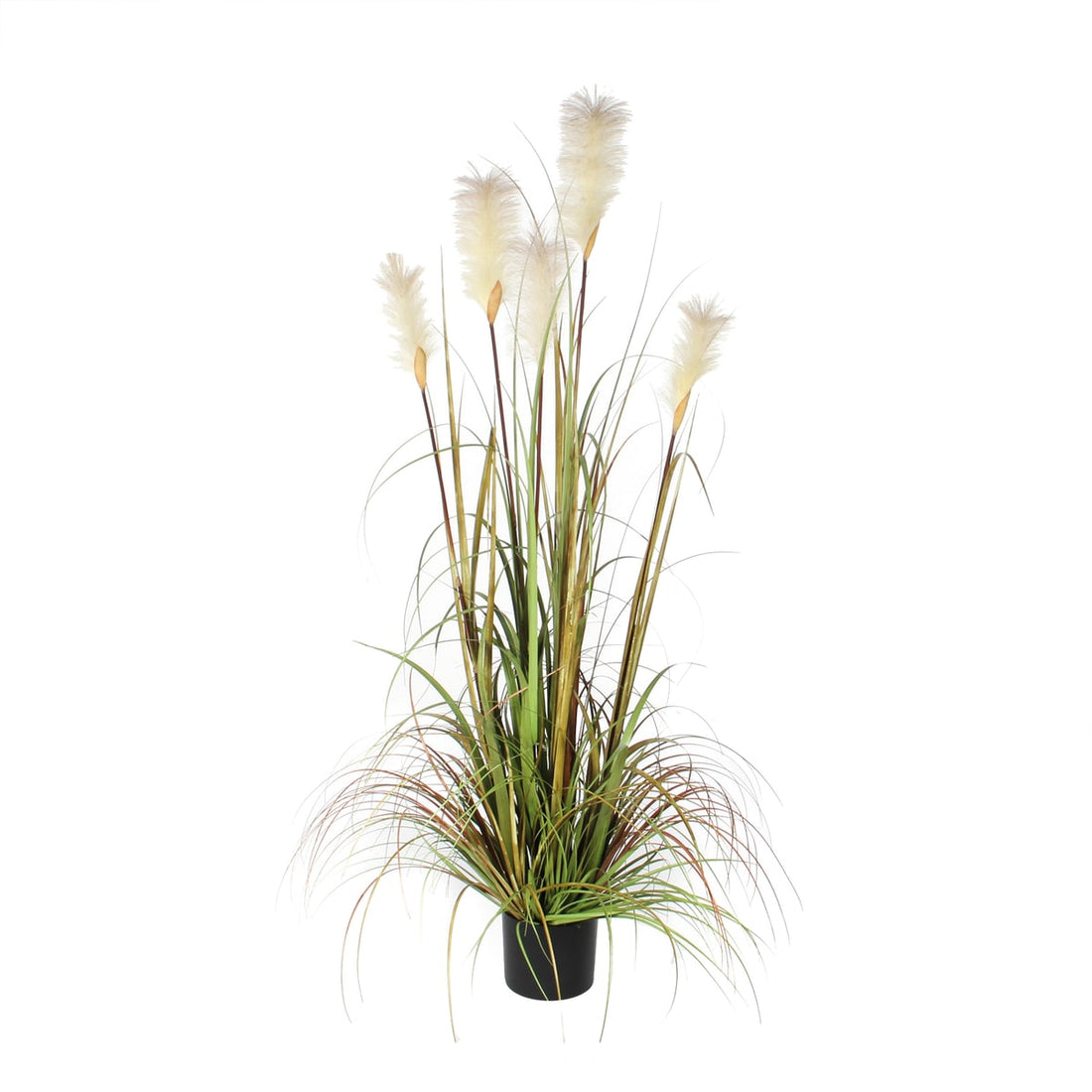 WHITE FEATHERY PLANT H15O IN PLASTIC POT