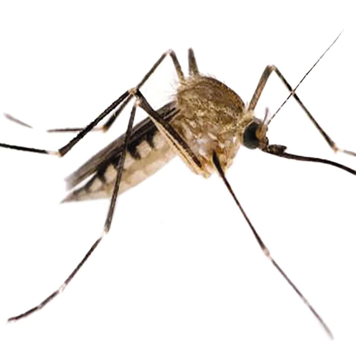 Bricocenter EARTHENWARE SPIRAL HOLDER WITH 10 SCENTED SPIRALS