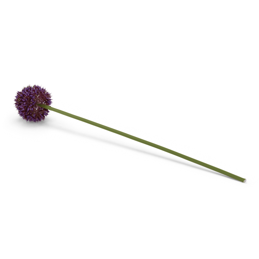 Casa ALLIUM DECO ONION 51CM PURPLE