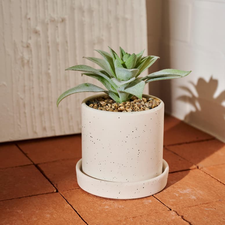 Casa TERRA ALOE VERA IN POT 2ASS