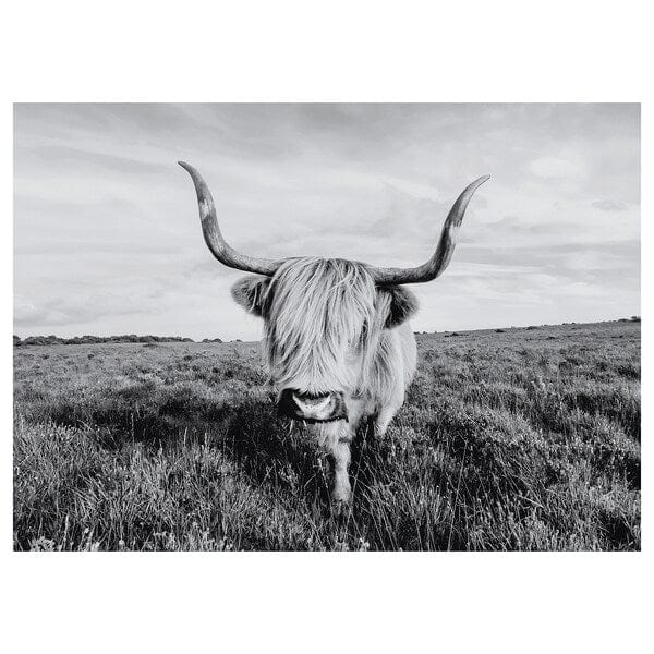 BJÖRKSTA picture, curious cow