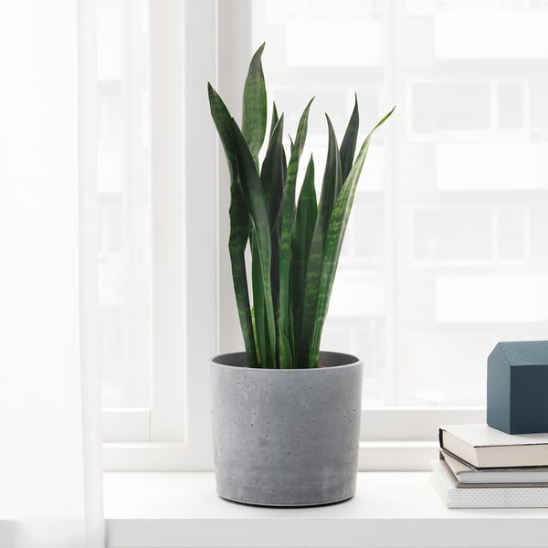 BOYSENBÄR plant pot, in/outdoor light grey, 15 cm