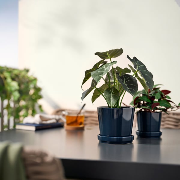 FEJKA artificial potted plant, in/outdoor Alocasia, 12 cm