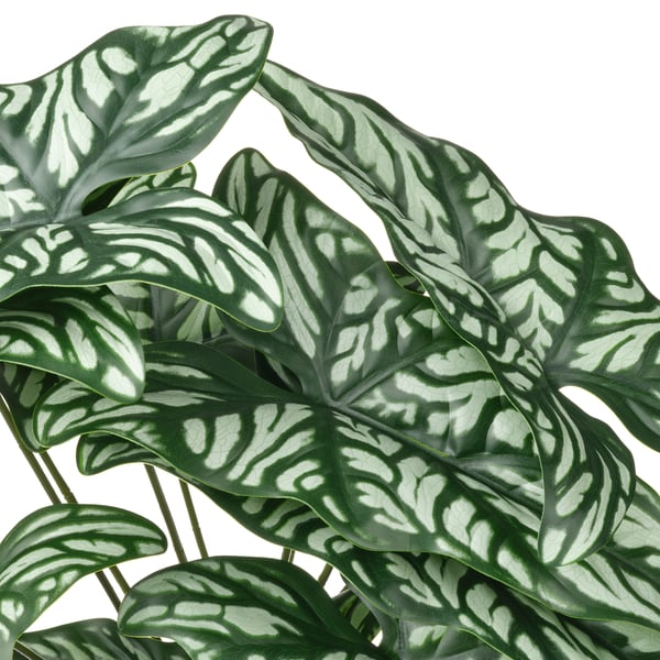 FEJKA artificial potted plant, in/outdoor Wondrous cerces, 15 cm