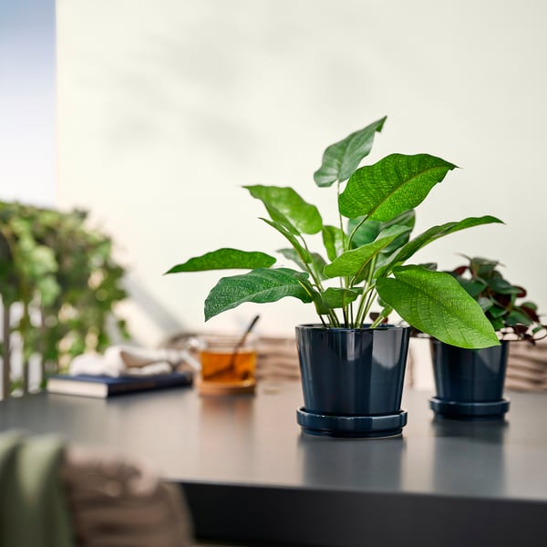 FEJKA artificial potted plant, in/outdoor calathea, 12 cm