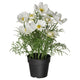 FEJKA artificial potted plant, in/outdoor/cosmos white, 9 cm