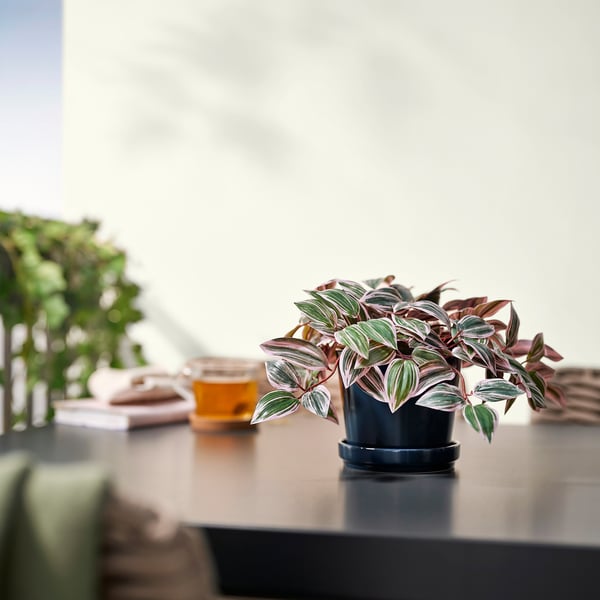 FEJKA artificial potted plant, in/outdoor Spiderwort/lilac, 12 cm