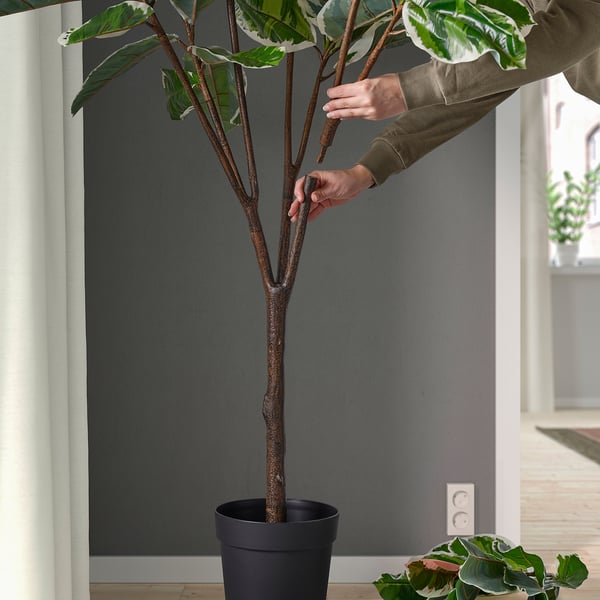 FEJKA artificial potted plant, in/outdoor Rubber plant, 23 cm