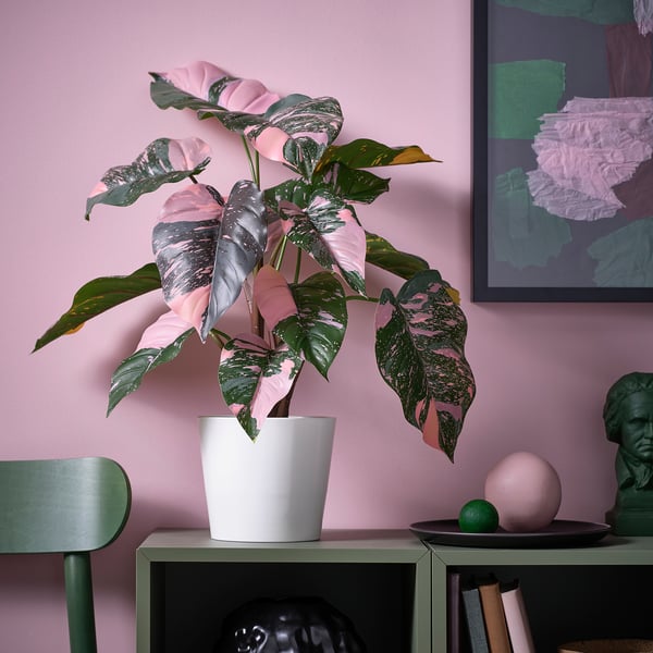 FEJKA artificial potted plant, in/outdoor Philodendron/green/pink, 15 cm