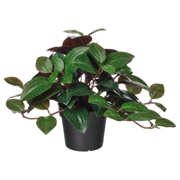 FEJKA artificial potted plant, in/outdoor Jewel orchid, 9 cm