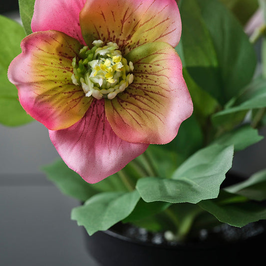 FEJKA artificial potted plant, in/outdoor Christmas rose/pink, 9 cm
