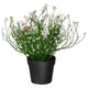FEJKA artificial potted plant, in/outdoor/Baby’s breath white, 9 cm