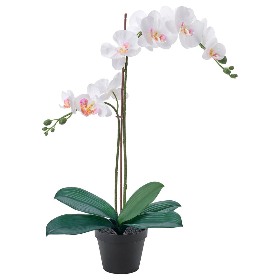 FEJKA artificial potted plant, Orchid white, 12 cm
