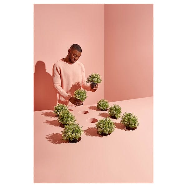 Ikea FEJKA - Artificial potted plant, thyme, 9 cm