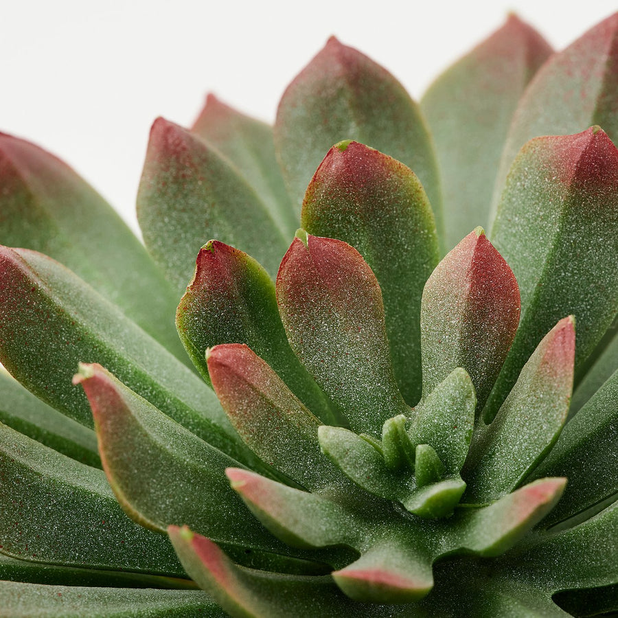 FEJKA artificial potted plant, set of 3, in/outdoor Succulent