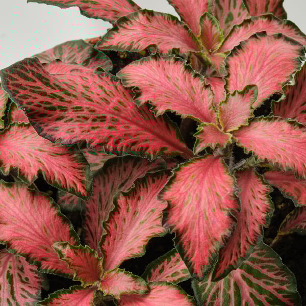 FITTONIA potted plant, assorted mosaic plant, 8.5 cm
