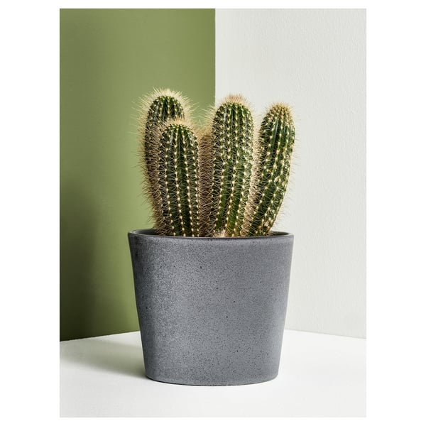 FJÄRILSBUSKE plant pot, in/outdoor/grey, 12 cm