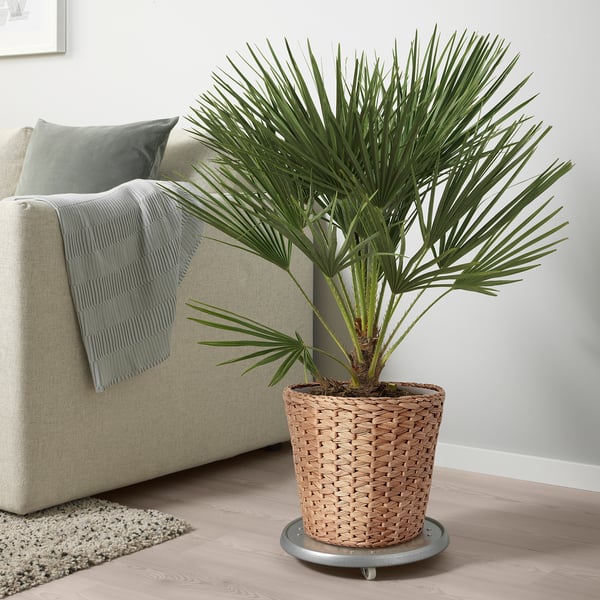 FRIDFULL plant pot, water hyacinth, 24 cm