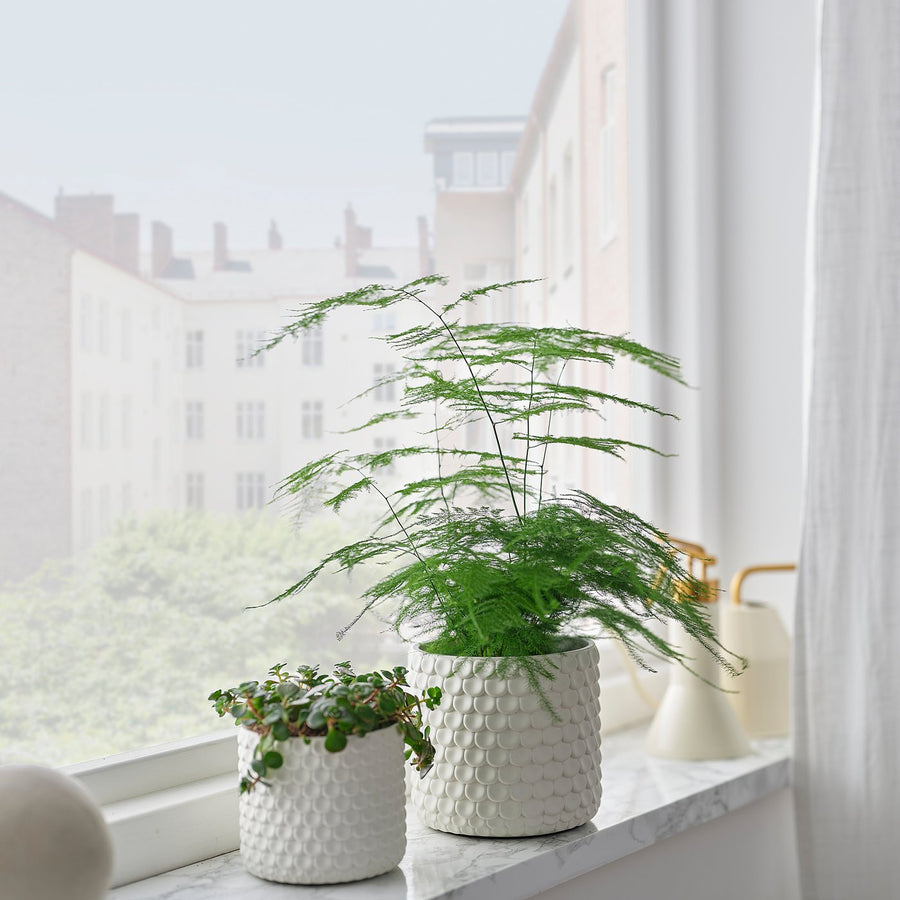 GLACIÄRBJÖRN plant pot, white, 9 cm