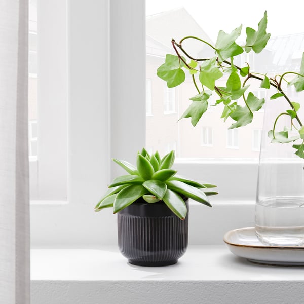 GRADVIS plant pot, in/outdoor black, 6 cm