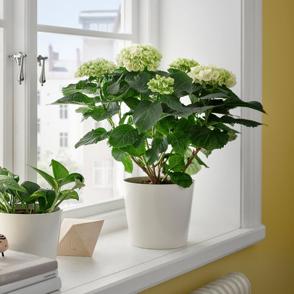 HYDRANGEA potted plant, Hydrangea assorted colours