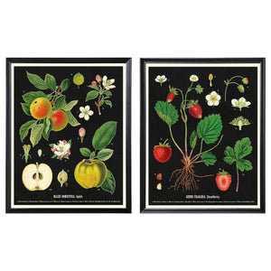Ikea KNOPPÄNG - Frame with poster, vintage botanical fruit charts, 40x50 cm