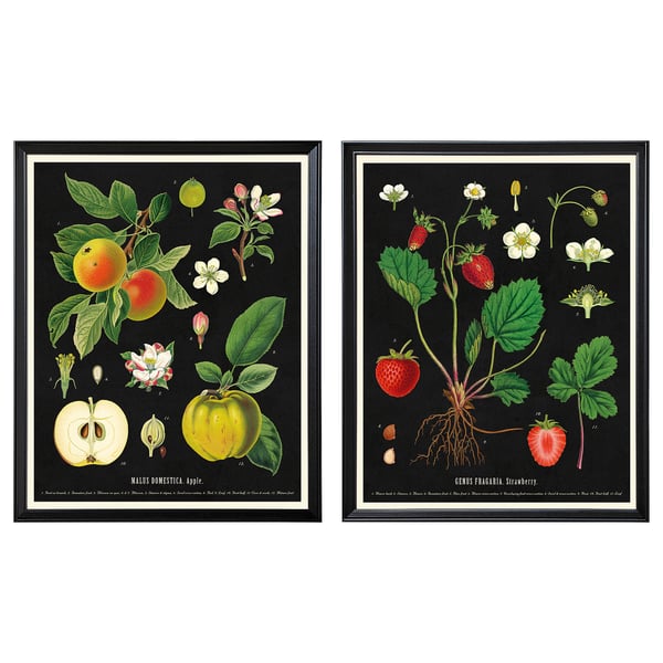 KNOPPÄNG frame with poster, vintage botanical fruit charts, 40x50 cm, 2 pack