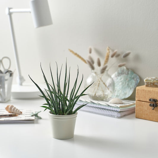 KÖRSBÄRSBJÖRK plant pot, light grey-beige, 6 cm