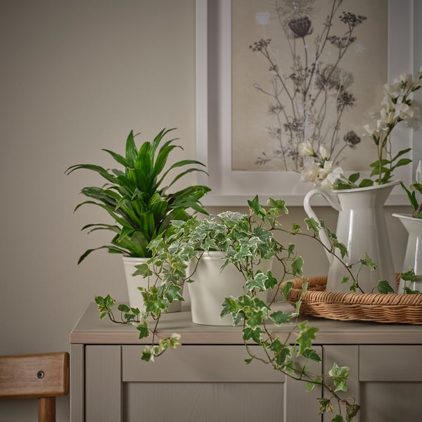 KÖRSBÄRSBJÖRK plant pot, light grey-beige, 12 cm