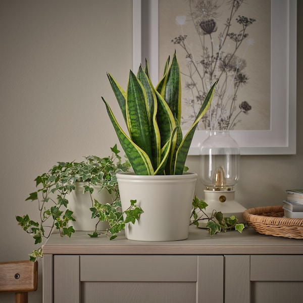 KÖRSBÄRSBJÖRK plant pot, light grey-beige, 15 cm