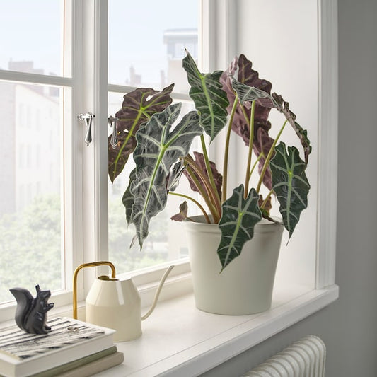 KÖRSBÄRSBJÖRK plant pot, light grey-beige, 19 cm