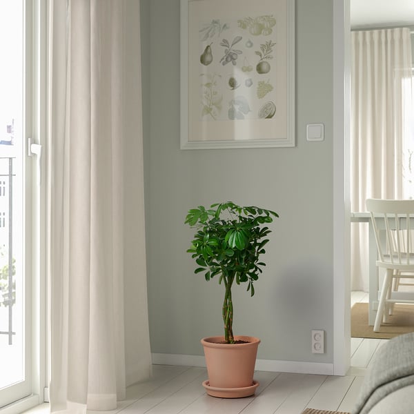 MUSKOTBLOMMA plant pot with saucer, in/outdoor terracotta, 25 cm