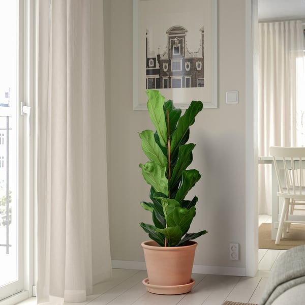 MUSKOTBLOMMA plant pot with saucer, in/outdoor terracotta, 24 cm