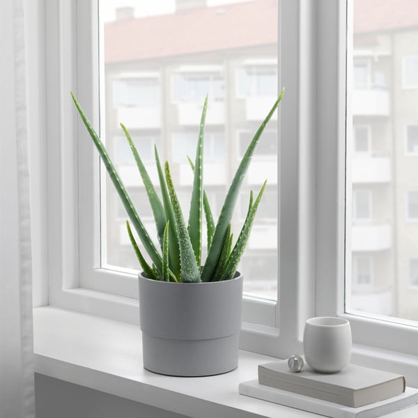 NYPON plant pot, in/outdoor grey, 15 cm