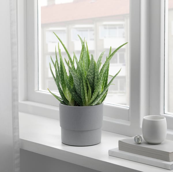 NYPON plant pot, in/outdoor grey, 12 cm