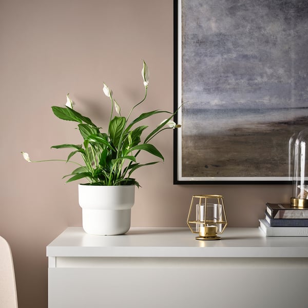 PÄRLBAND tealight holder, gold-colour, 10 cm