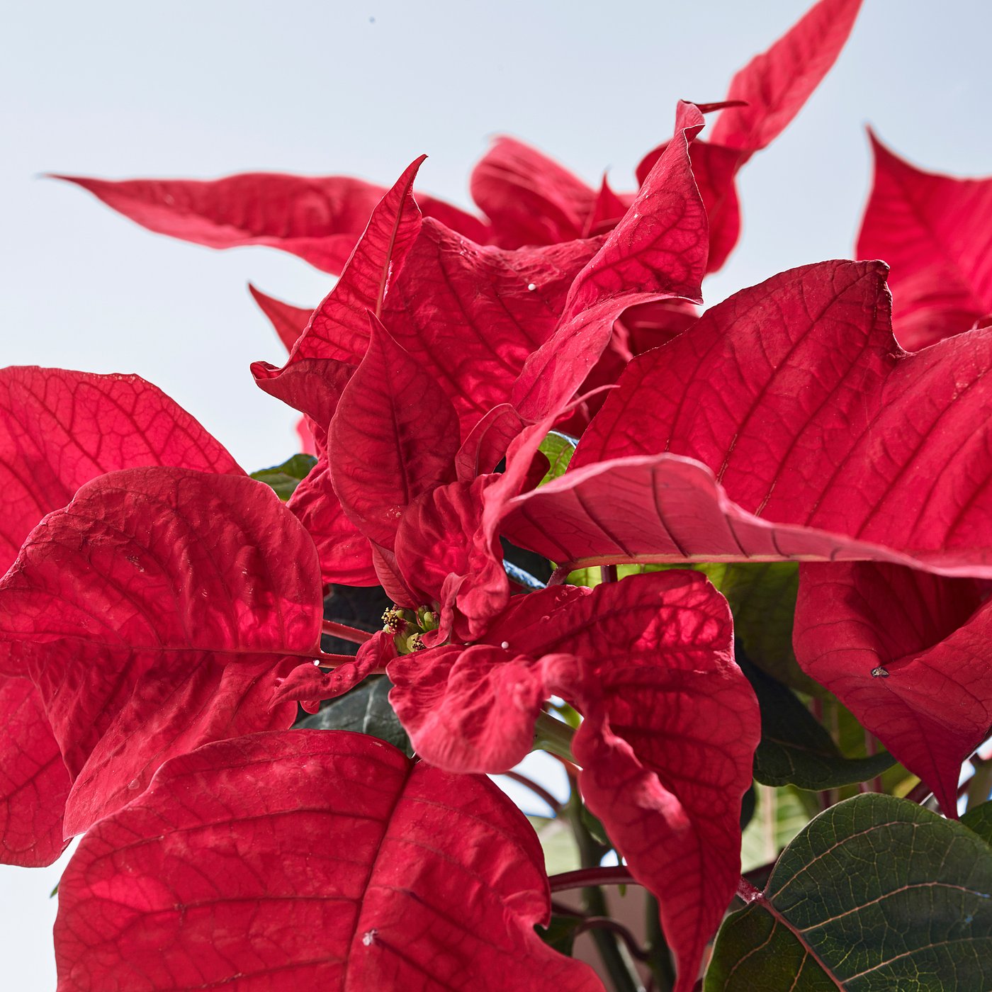 POINSETTIA potted plant, Poinsettia, 13 cm