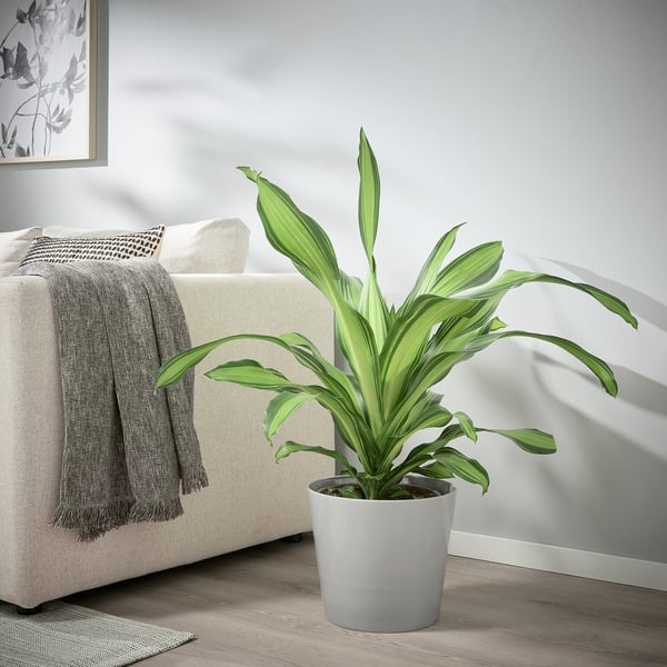 SKOGSVINBÄR plant pot, in/outdoor grey, 24 cm