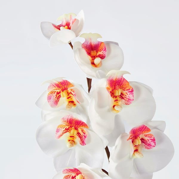 SMYCKA artificial flower, in/outdoor/Orchid white, 60 cm