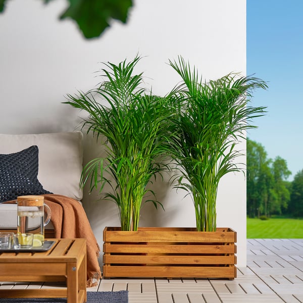 STJÄRNANIS flower box, outdoor acacia, 75x27 cm
