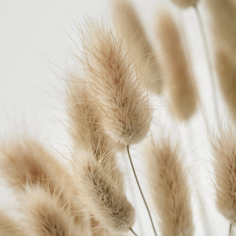 TORKA dried plants, bunch/natural, 60 cm