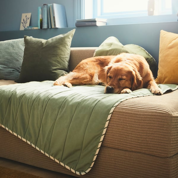 UTSÅDD pet blanket, green, 100x150 cm