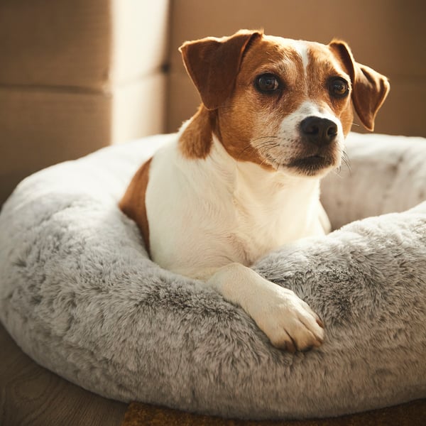 UTSÅDD pet bed, light grey, M