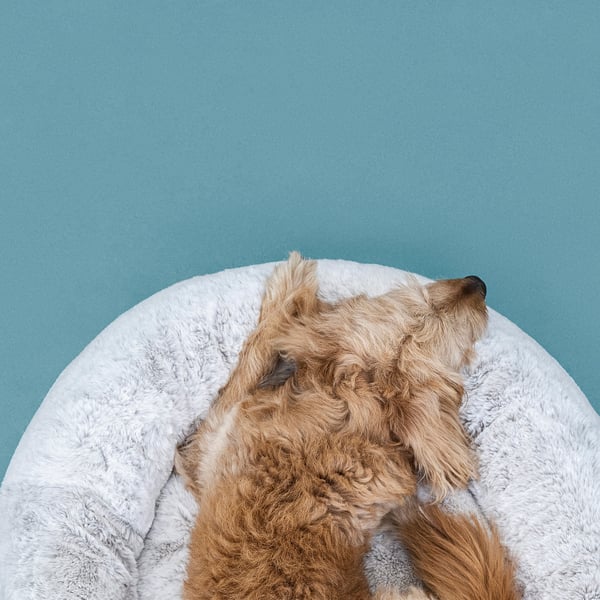 UTSÅDD pet bed, light grey, M