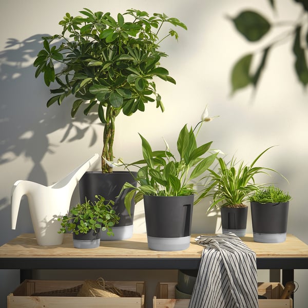 VÅRDTRÄD self-watering plant pot, in/outdoor transparent/anthracite, 15 cm