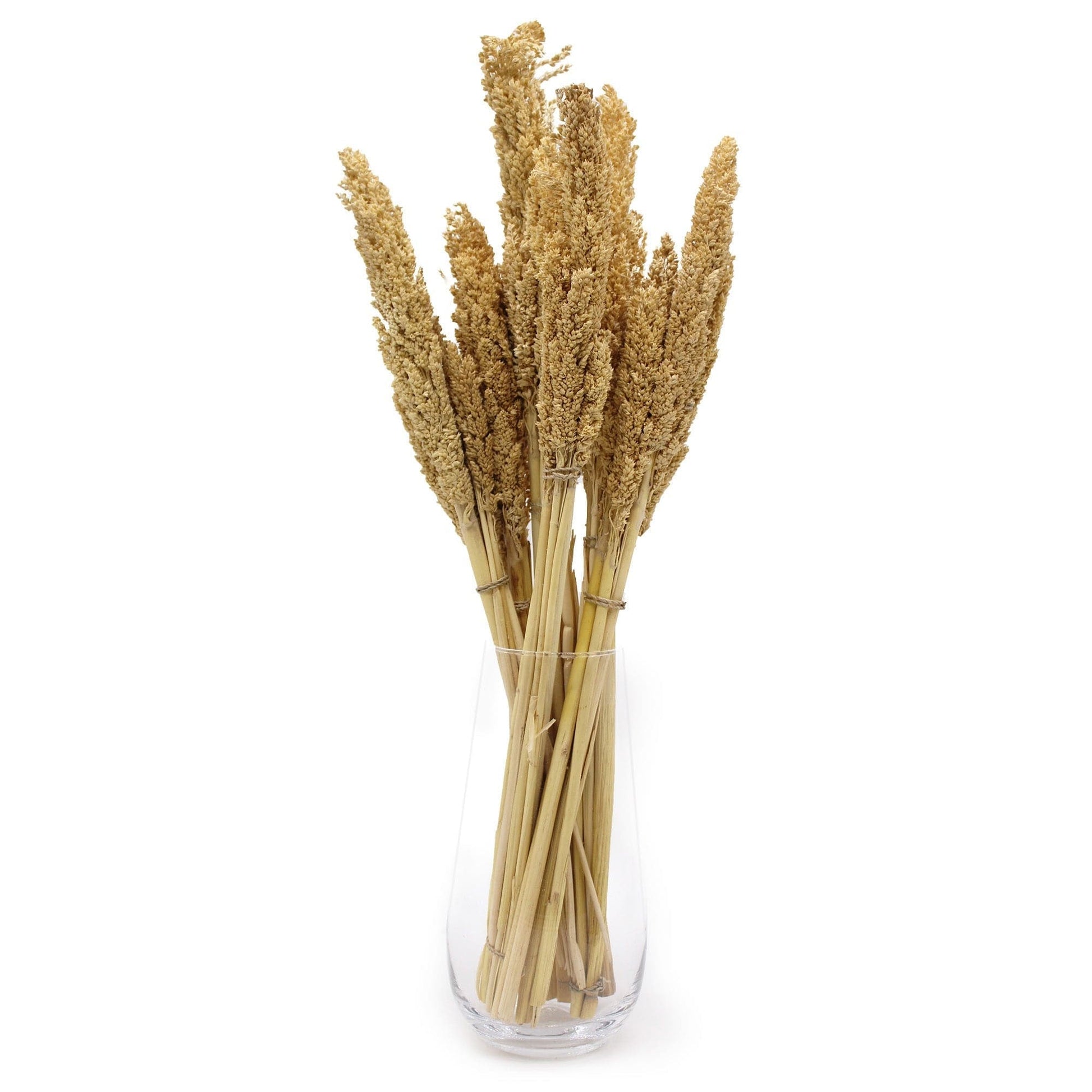 Cantal Grass Bunch - Natural - best price from Maltashopper.com CGB-01