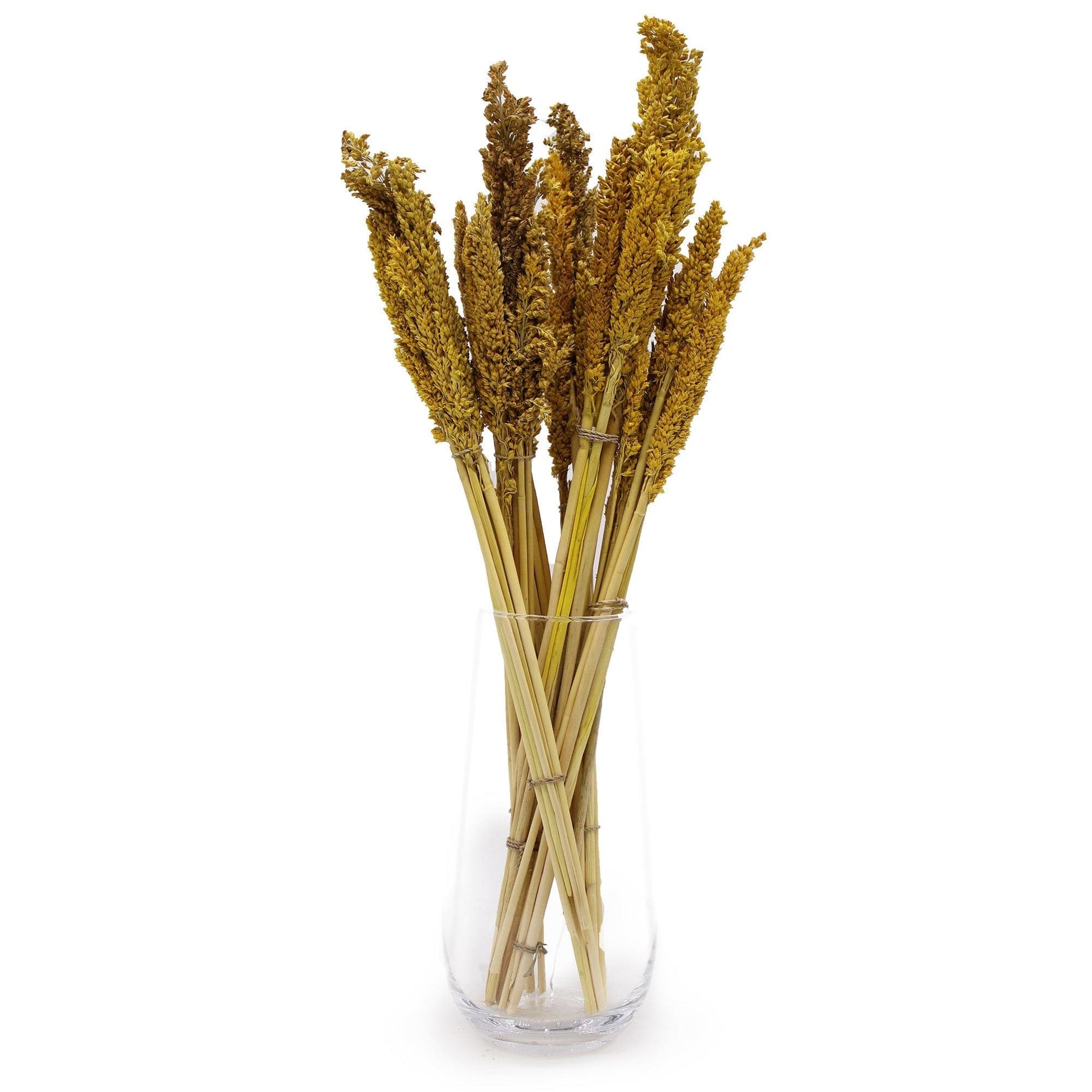 Cantal Grass Bunch - Amber - best price from Maltashopper.com CGB-02