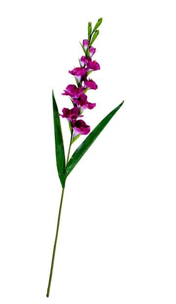 GLADIUS GLADIOLUS 93cm 3COL - best price from Maltashopper.com CS670397