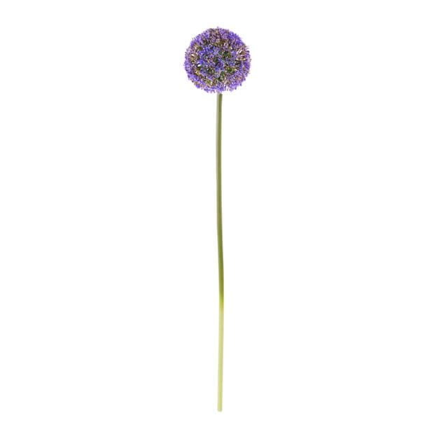 ALLIUM DECO ONION 55CM 2COL - best price from Maltashopper.com CS607628
