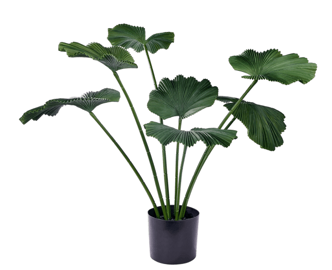 Casa LOTUS Green plant, H 103 x D 83 cm